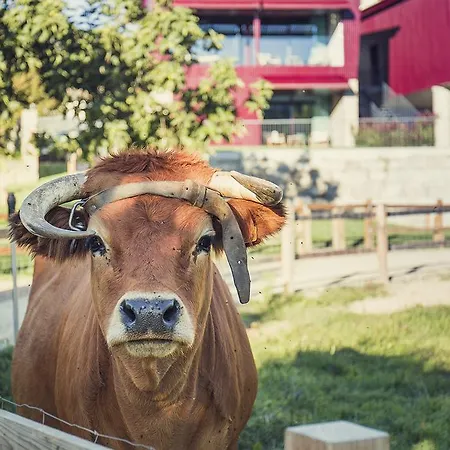 Farm Feriegård Arouca